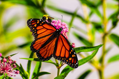 Close-up of butterfly pollinating on flower