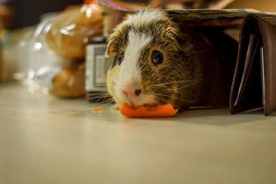 Close-up of a guinea pig