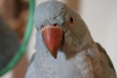 Close-up of bird