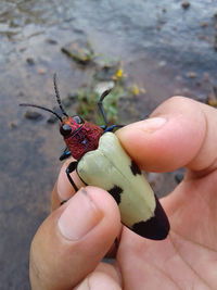 Close-up of hand holding insect