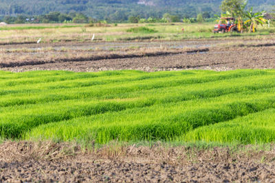 Rear view of woman walking on field