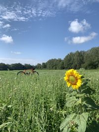 Scenic view of sunflower field against cloudy sky