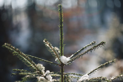 Close-up of plant against blurred background