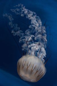 Close-up of jellyfish against blue background