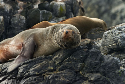 Close-up of seal lying on rock
