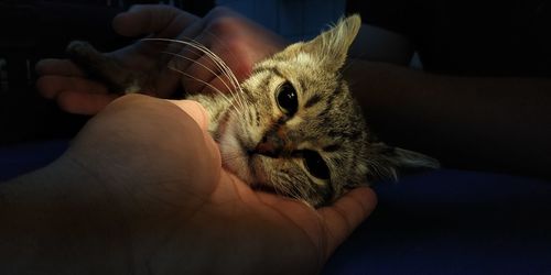 Close-up of a hand holding cat
