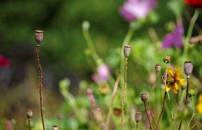 Close-up of plant growing on field