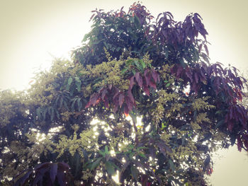 Low angle view of trees against sky on sunny day