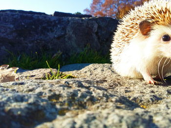 Close-up of an animal