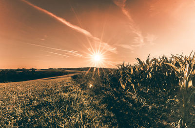 Scenic view of wheat field against sky at sunset