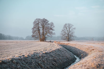 Bare trees on field against sky during winter