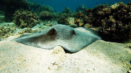 Close-up of fish in sea