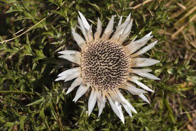 Close-up of wilted flower on field