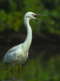 View of heron on lake