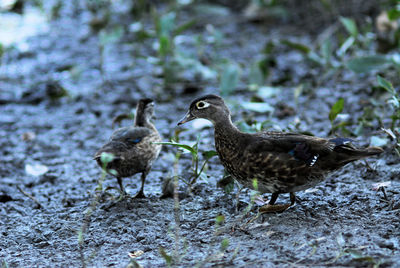 Close-up of birds on field