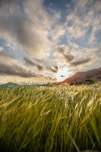 Scenic view of agricultural field against sky