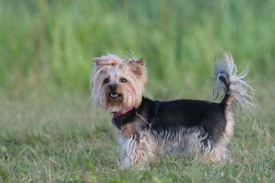 Portrait of a dog on field