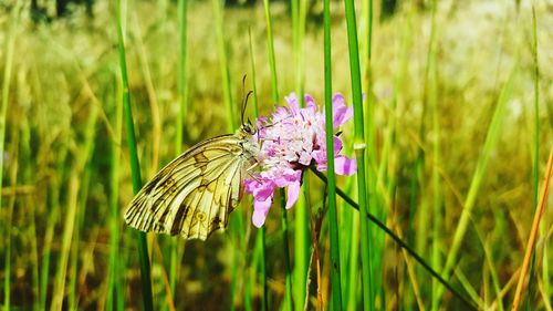 Close-up of butterfly on purple flower in field