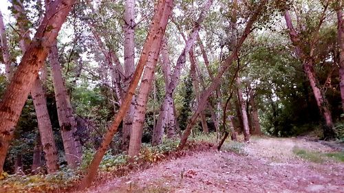 Trees on field in forest
