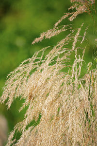 Close-up of stalks in field