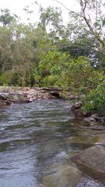 Scenic view of river in forest