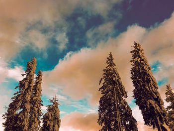 Low angle view of pine trees against sky during winter