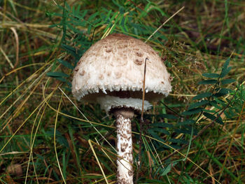 Close-up of mushroom growing on field