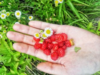 Close-up of hand holding pink flower