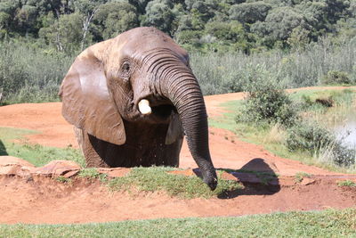 Close-up of elephant