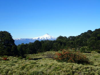 Scenic view of landscape against clear blue sky