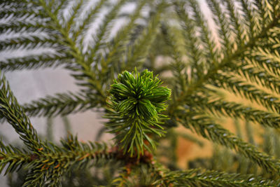 Close-up of pine tree