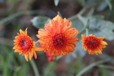 Close-up of orange flowers blooming outdoors