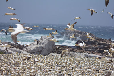 Seagulls flying over sea against clear sky