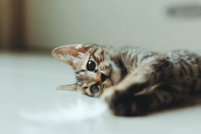 Close-up portrait of a kitten