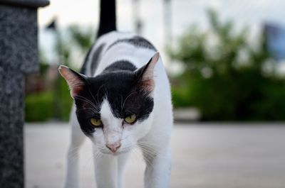 Close-up of a cat