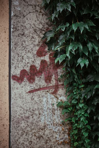 Close-up of ivy on wall