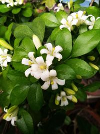 Close-up of white flowering plant