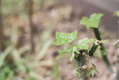 High angle view of plant growing on field