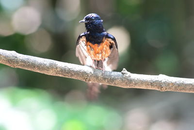 bird