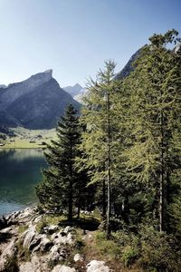 Scenic view of pine trees by lake against sky