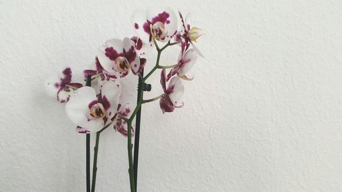 Close-up of pink flowers on branch