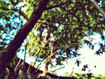 Low angle view of spider web on tree