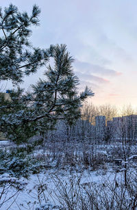 Snow covered trees against sky during winter