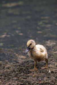 View of a bird on land