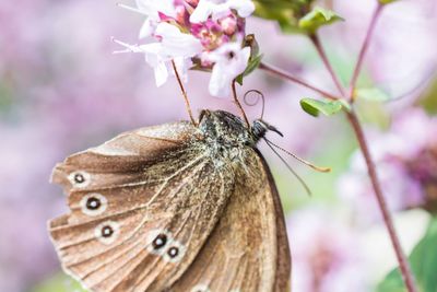 Close-up of butterfly on white flowers