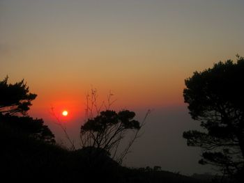 Silhouette of trees at sunset