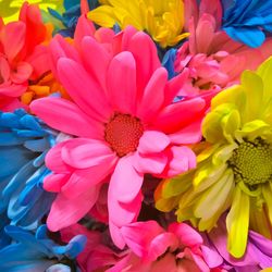 Full frame shot of pink flowers