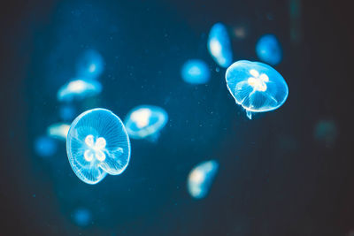 Close-up of jellyfish swimming in sea