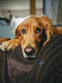 Close-up portrait of dog