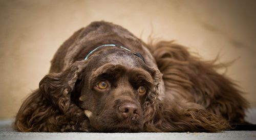 Dog sitting on footpath